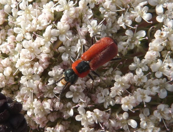 Clanoptilus rufus